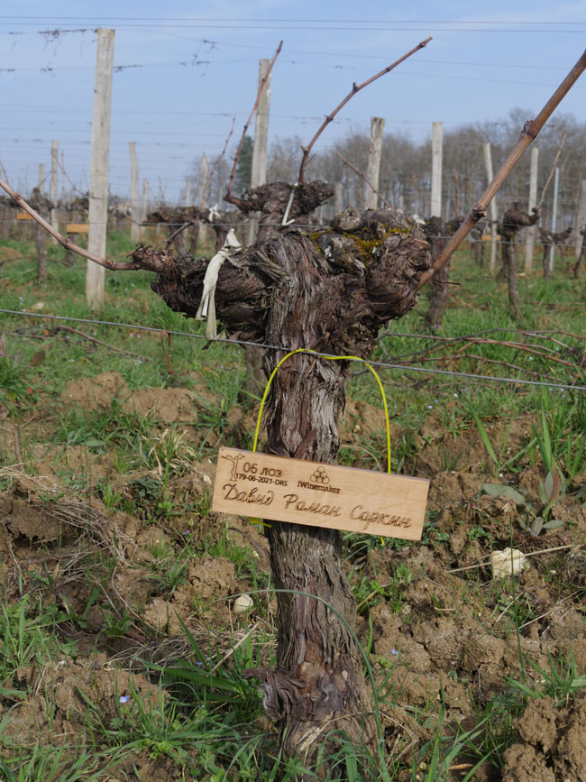 Виноградник на урожай